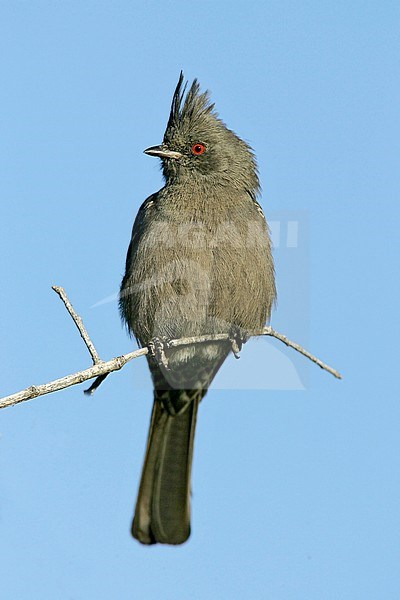 Adult female
Kern Co., CA
January 2005 stock-image by Agami/Brian E Small,