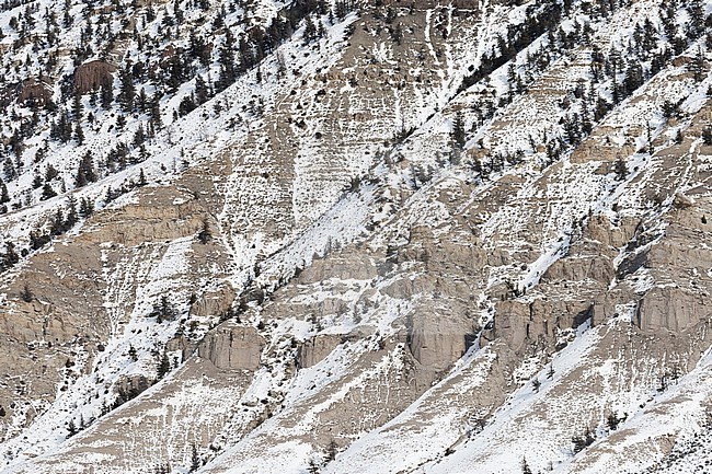 Rotswand met sneeuw en bomen; Cliff covered in snow and trees stock-image by Agami/Caroline Piek,