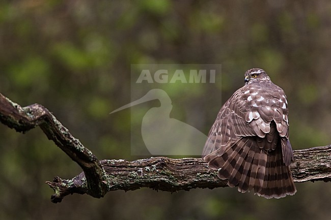 Vrouwtje Sperwer zittend op tak, Eurasian Sparrowhawk female perched on a branch stock-image by Agami/Menno van Duijn,