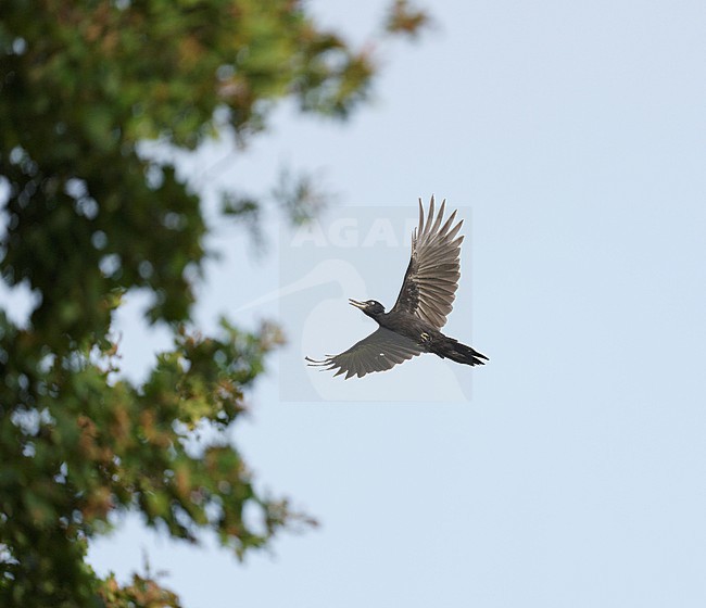 Female Black Woodpecker (Dryocopus martius) on migration, flying against blue sky ans along a tree showing underside stock-image by Agami/Ran Schols,