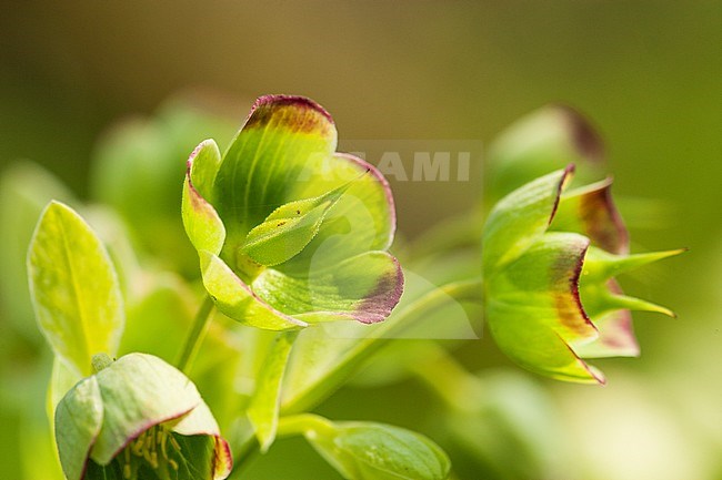 Stinking Hellebore stock-image by Agami/Wil Leurs,