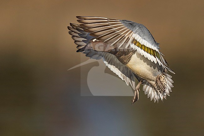 Male Garganey (Spatula querquedula) in Italy. stock-image by Agami/Daniele Occhiato,