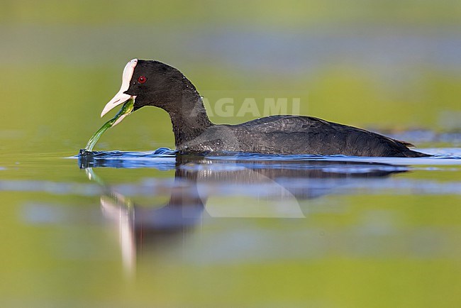 Eurasian Coot (Fulica atra), side view of an adult feeding on plants, Campania, Italy stock-image by Agami/Saverio Gatto,