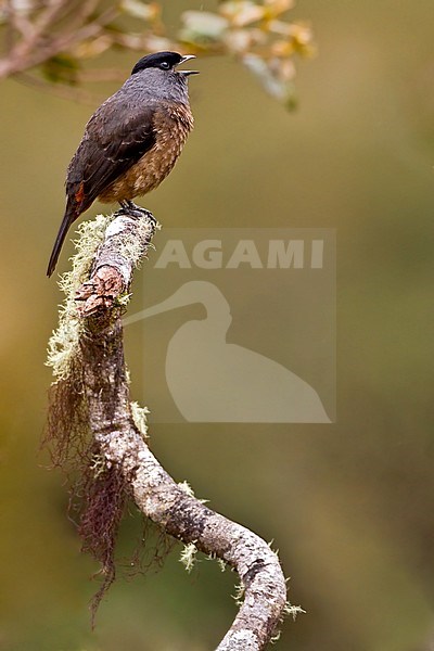 Birds of Peru, a calling Bay-vented Cotinga stock-image by Agami/Dubi Shapiro,