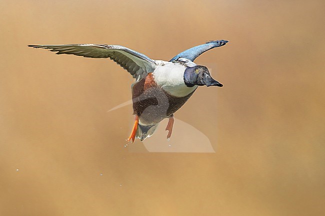 Northern Shoveler; Anas clypeata stock-image by Agami/Daniele Occhiato,