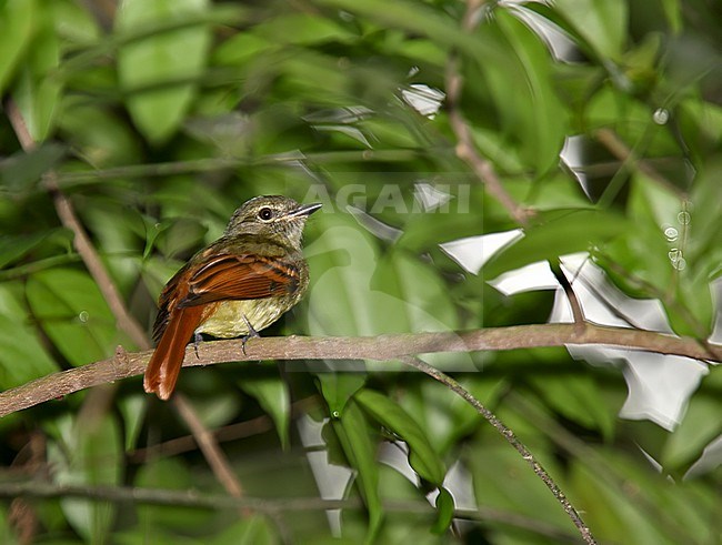 Rufous-tailed Flatbill (Ramphotrigon ruficauda) perched in a tree. stock-image by Agami/Andy & Gill Swash ,