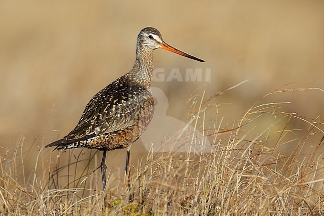 Adult male Hudsonian Godwit (Limosa haemastica) in breeding plumage standing in arctic tundra near Churchill, Manitoba in Canada. stock-image by Agami/Brian E Small,