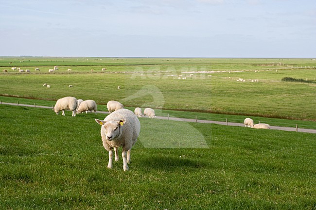 Buitendijkse weilanden in friesland; Coastal meadows in Friesland stock-image by Agami/Marc Guyt,