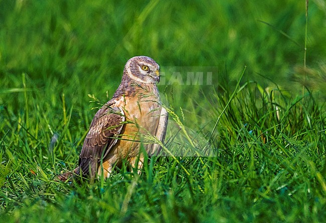 2nd year male Pallid Harrier stay for a while on the same field in OthÃ©e, Belgium during spring migration. stock-image by Agami/Vincent Legrand,