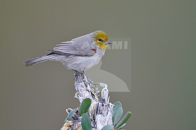 Adult male
Riverside Co., CA
January 2007 stock-image by Agami/Brian E Small,