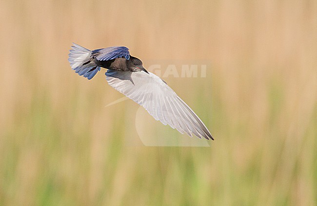 Zwarte Stern in vlucht met vis; Black Tern in flight with fish stock-image by Agami/Menno van Duijn,