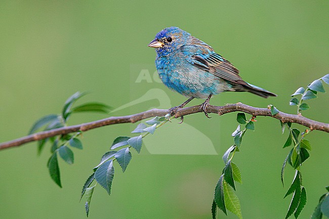 Mannetje Indigogors, Male Indigo Bunting stock-image by Agami/Brian E Small,