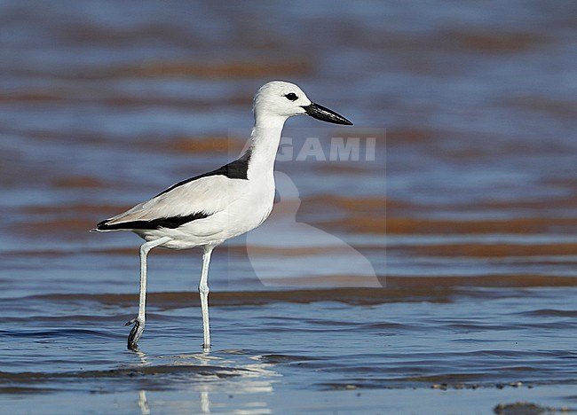 Crab Plover (Dromas ardeola) walking with feet in the water at the beach at Khawr Jirama in Oman. stock-image by Agami/Aurélien Audevard,