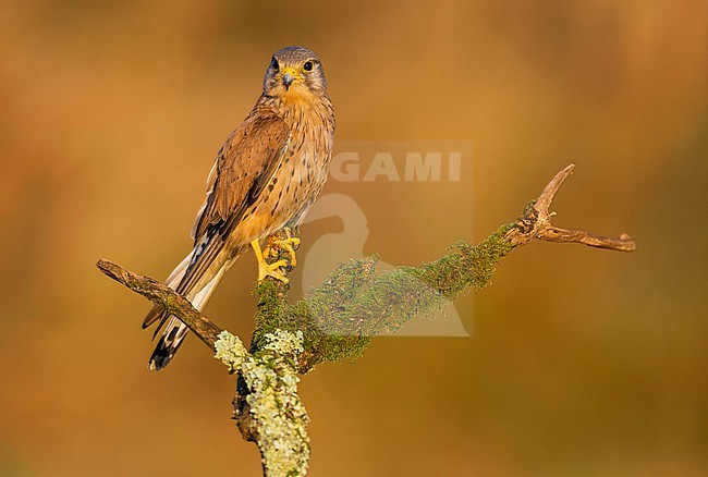 Eurasian Kestrel, Falco tinnunculus, in Italy. stock-image by Agami/Daniele Occhiato,
