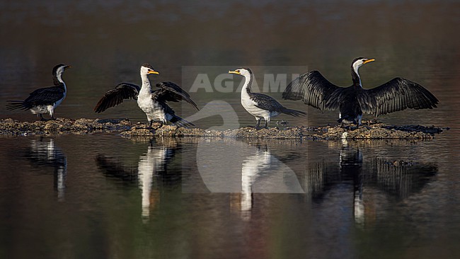 Little Pied Cormorants ssp melanoleucos (Microcarbo melanoleucos melanoleucos) drying their wings. stock-image by Agami/Lennart Verheuvel,