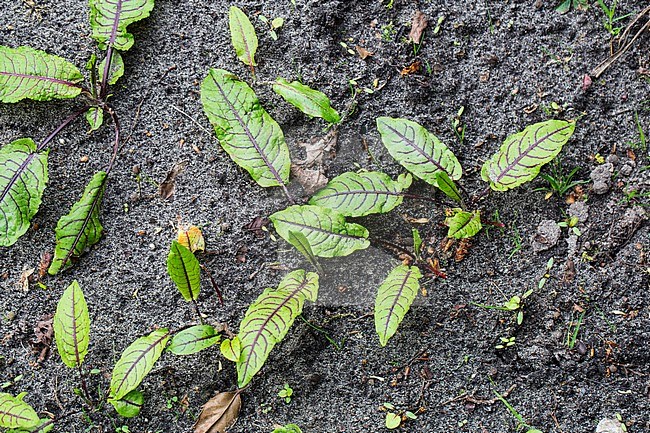 Red-veined Dock leaves stock-image by Agami/Wil Leurs,