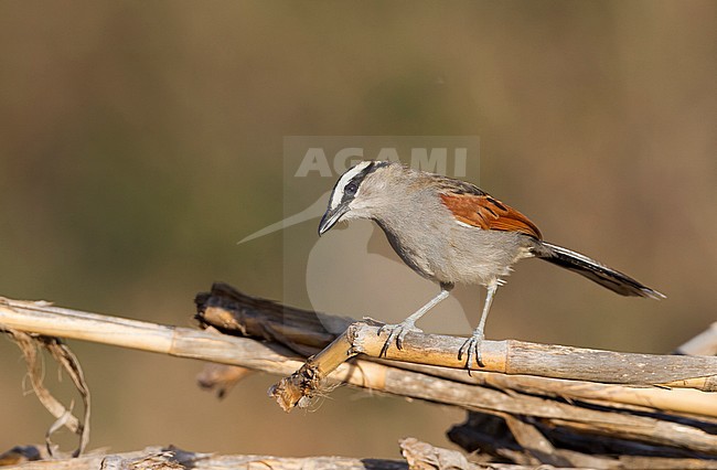 Black-crowned Tchagra - Senegaltschagra - Tchagra senegalus ssp. cucullatus, Morocco stock-image by Agami/Ralph Martin,