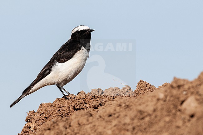 Bonte Tapuit, Pied Wheatear, Oenanthe pleschanka stock-image by Agami/Arend Wassink,