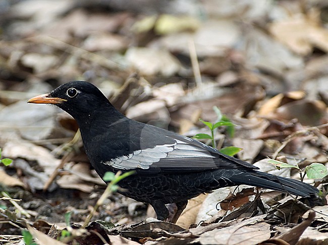 Mannetje Grijsvleugelmerel, Male Grey-winged Blackbird stock-image by Agami/Alex Vargas,