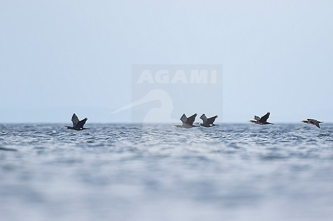 Common Great Cormorant (Phalacrocorax carbo ssp. sinensis), Germany over sea in flight stock-image by Agami/Ralph Martin,