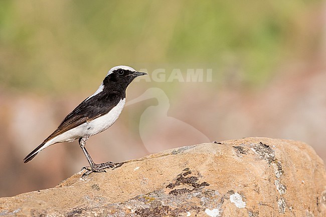 Second-year male Finsch's Wheatear in Tajikistan, perched on a rock. stock-image by Agami/Ralph Martin,