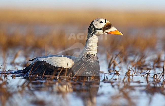 Adult male Spectacled Eider (Somateria fischeri) swimming in tundra lake during the breeding season in arctic Alaska, United States. stock-image by Agami/Dani Lopez-Velasco,
