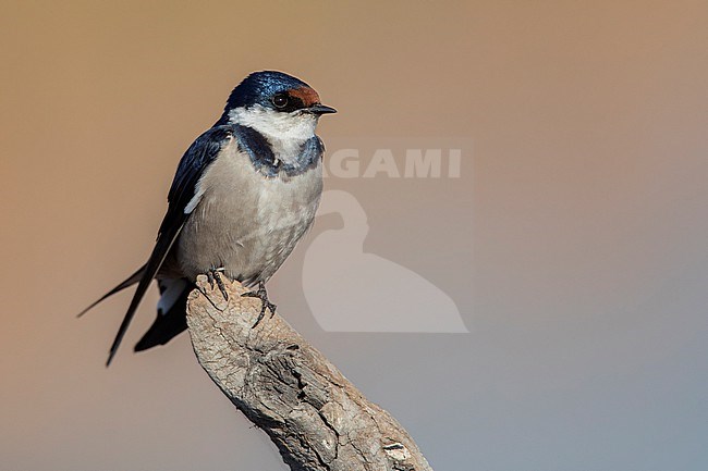 White-throated Swallow (Hirundo albigularis) at Johannesburg, South Africa. stock-image by Agami/Tom Friedel,