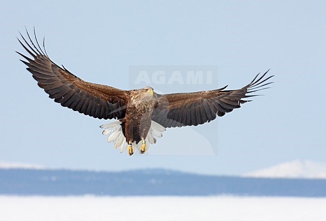 Volwassen Zeearend in de vlucht; Adult White-tailed Eagle in flight stock-image by Agami/Markus Varesvuo,