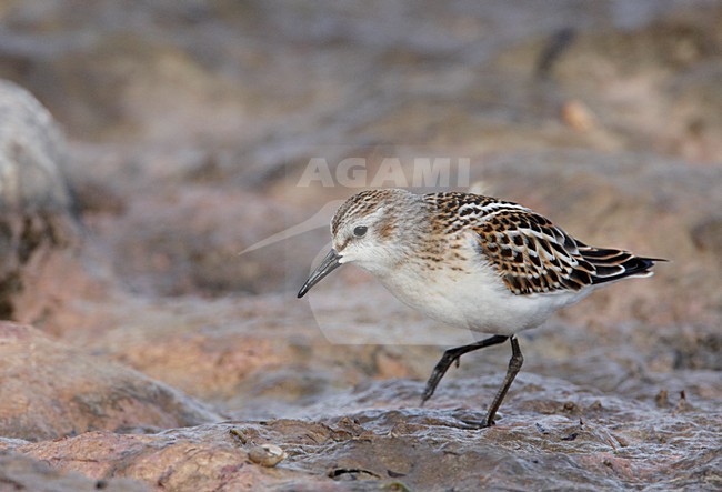 Juveniele Kleine Plevier; Juvenile Little Stint stock-image by Agami/Markus Varesvuo,