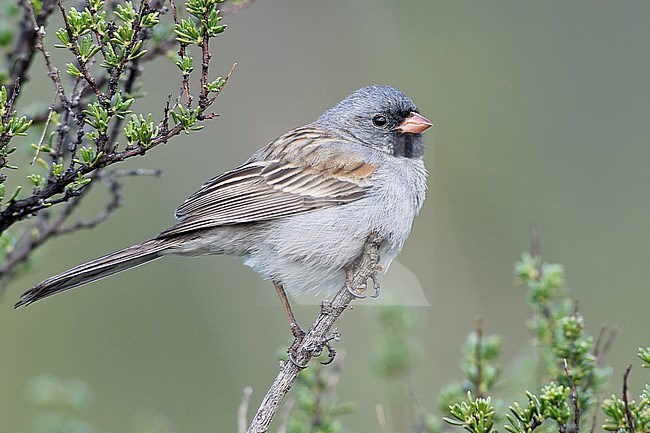 Adult male 
San Diego Co., CA 
April 2008 stock-image by Agami/Brian E Small,