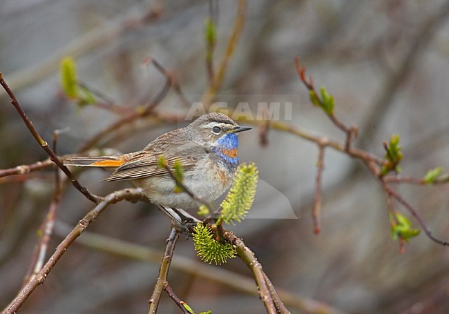 Roodsterblauwborst zittend in struikje; Red-Spotted Bluethroat perched in bush stock-image by Agami/Markus Varesvuo,