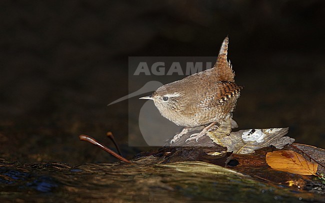 Eurasian Wren, Troglodytes troglodytes, perched in river at Copenhagen, Denmark stock-image by Agami/Helge Sorensen,