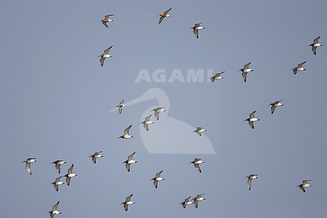 Groep Grote Kanoeten boven wad van Happy Island, China; Flock of Great Knots (Calidris tenuirostris) above mudflats of Happy Island, China stock-image by Agami/Bas van den Boogaard,