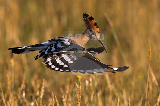 Hop in vlucht; Eurasian Hoopoe in flight stock-image by Agami/Daniele Occhiato,