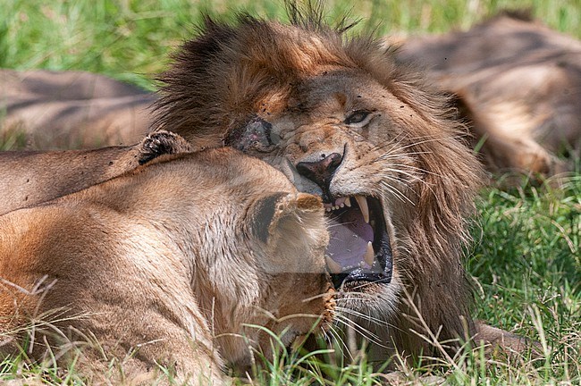 A lion, Panthera leo, named Scarface, resting with a lioness. Masai Mara National Reserve, Kenya. stock-image by Agami/Sergio Pitamitz,
