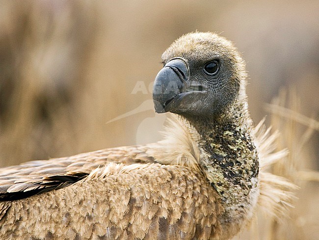 Portrait of a Critically Endangered African White-backed Vulture (Gyps africanus) at a Lion kill in Kruger National Park in South Africa. stock-image by Agami/Marc Guyt,
