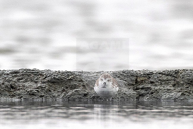 Spoon-billed Sandpiper (Eurynorhynchus pygmeus) wintering in Thailand. A critically endangered wader from Asia. stock-image by Agami/Edwin Winkel,