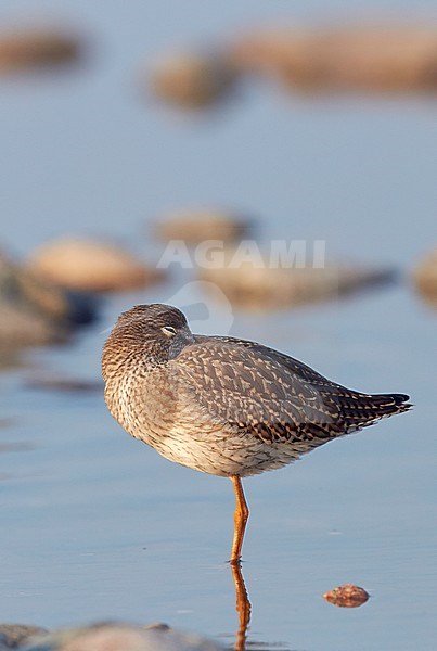 Redshank (Tringa totanus) UtÃ¶ Finland July 2013 stock-image by Agami/Markus Varesvuo,