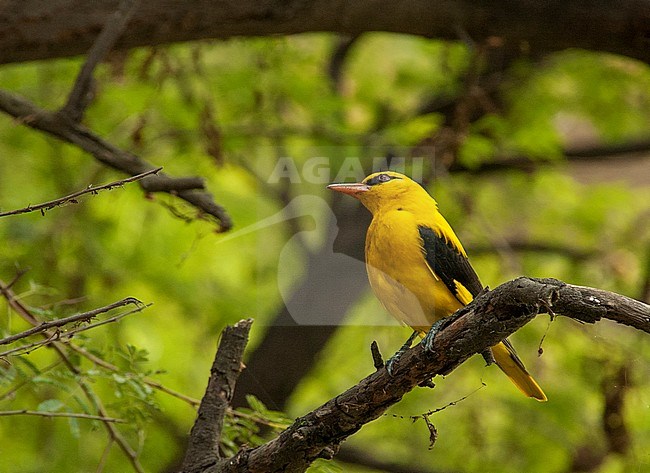 Adult male Indian Golden Oriole (Oriolus kundoo) perched in a broadleaved tree. Showing the black of the eye stripe extending behind the eye. stock-image by Agami/Marc Guyt,