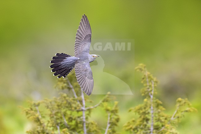 Common Cuckoo (Cuculus canorus) in Italy. stock-image by Agami/Daniele Occhiato,