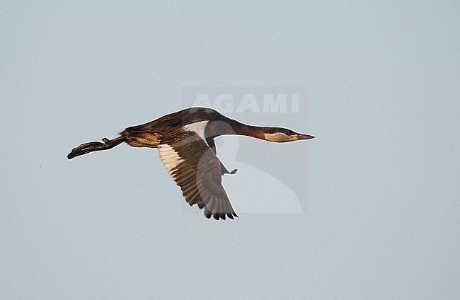 Adult Red-necked Grebe (Podiceps griseigena) in breeding plumage, in flight at Møn in Denmark. stock-image by Agami/Helge Sorensen,