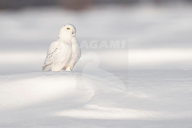 Snowy Owl (Bubo scandiacus) in snow covered landscape in Ontario Canada. stock-image by Agami/Marcel Burkhardt,