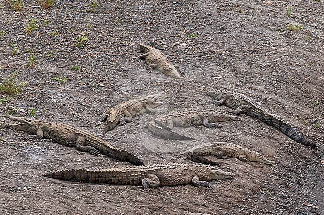 American crocodiles, Crocodylus acutus, basking on the banks of the Tarcoles River. Tarcoles River, Carara National Park, Costa Rica. stock-image by Agami/Sergio Pitamitz,