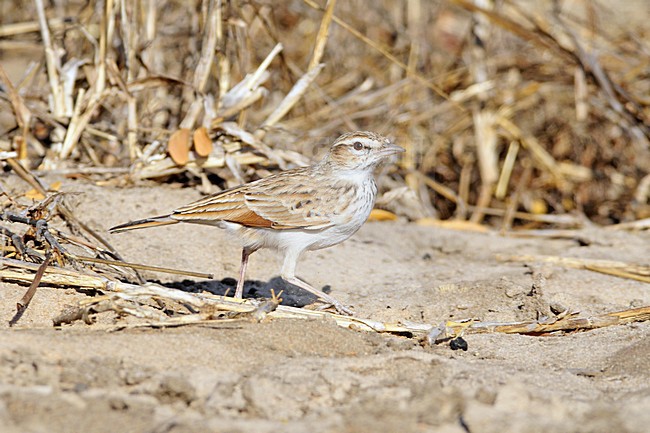  stock-image by Agami/Hans Germeraad,