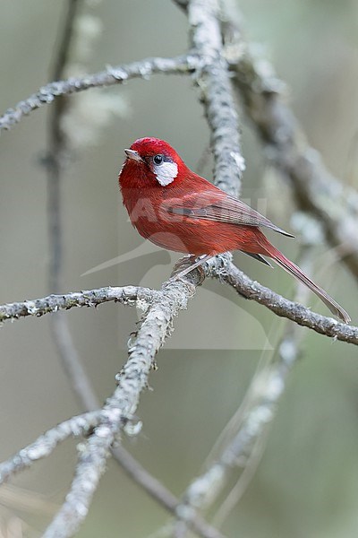 Red Warbler (Cardellina rubra) perched on a branch in Oaxaca, Mexico. stock-image by Agami/Glenn Bartley,