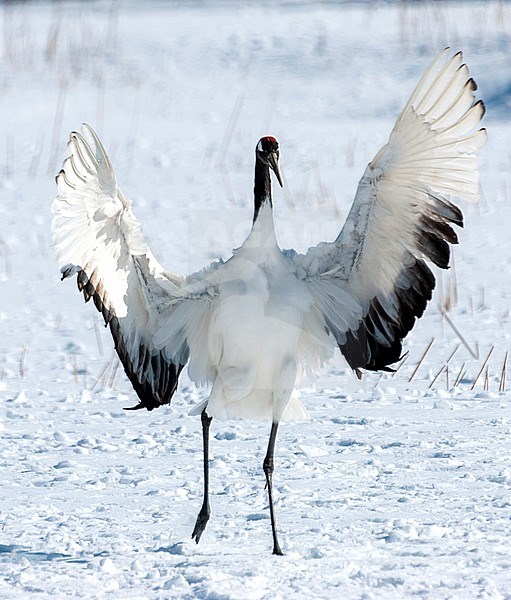 Red-crowned Crane (Grus japonensis) in the snow at Hokkaido (Japan) stock-image by Agami/Roy de Haas,