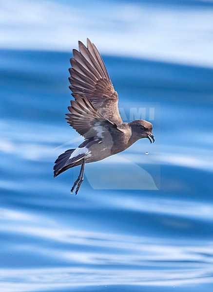 European Storm-Petrel ( British Storm-Petrel ) Ireland
Hydrobates pelagicus stock-image by Agami/Tomi Muukkonen,