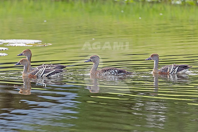 Spotted Whistling Duck, Dendrocygna guttata, swimming in a lagoon in Papua New Guinea. Between Plumed Whistling Ducks (Dendrocygna eytoni). stock-image by Agami/Pete Morris,