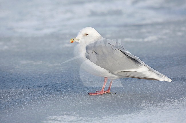 Kumliens Meeuw, Kumlien's Gull, Larus glaucoides kumlieni stock-image by Agami/Chris van Rijswijk,