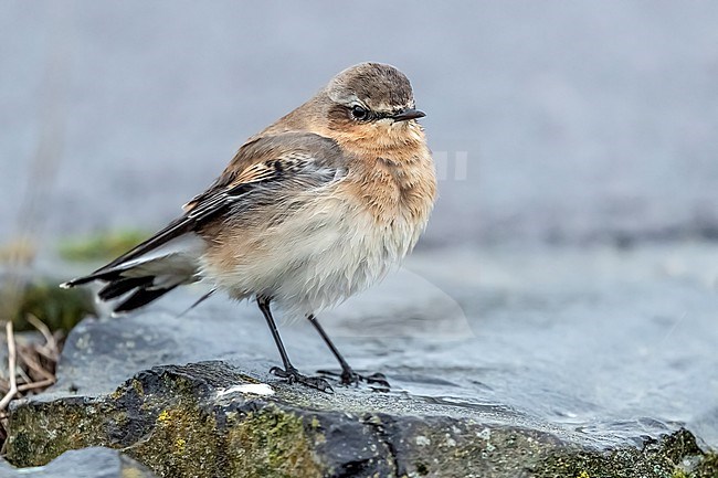 Female type Greenland Wheatear (Oenanthe oenanthe leucorhoa) sitting wet in Harelingen's harbour, the Netherlands. stock-image by Agami/Vincent Legrand,